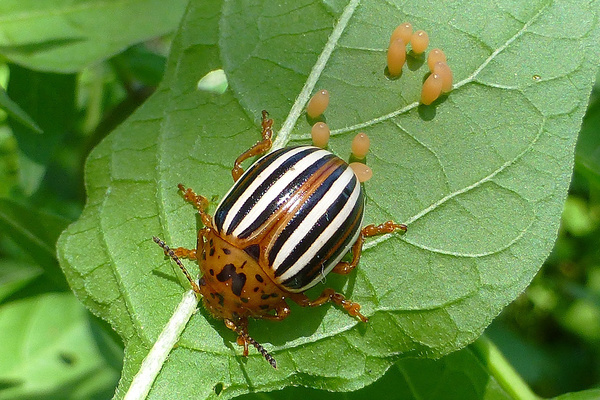 Beetle ng Colorado