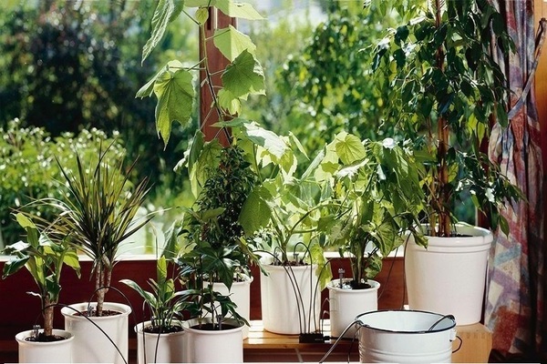 houseplant care