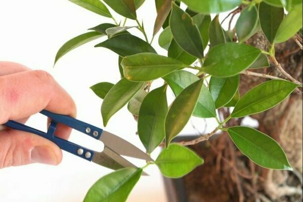 watering indoor plants