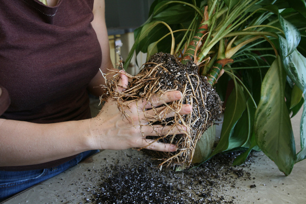 indoor plants photo