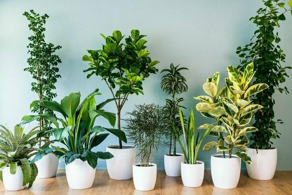 houseplants