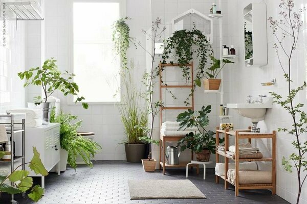 houseplants