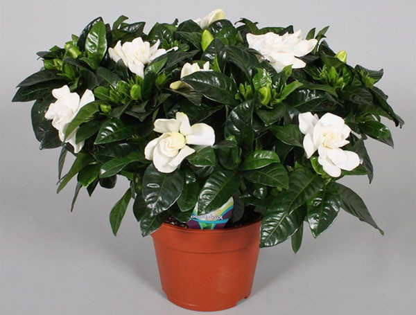 indoor jasmine