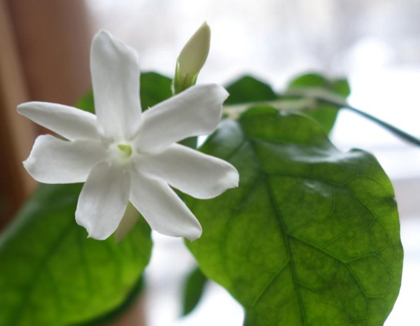 indoor jasmine