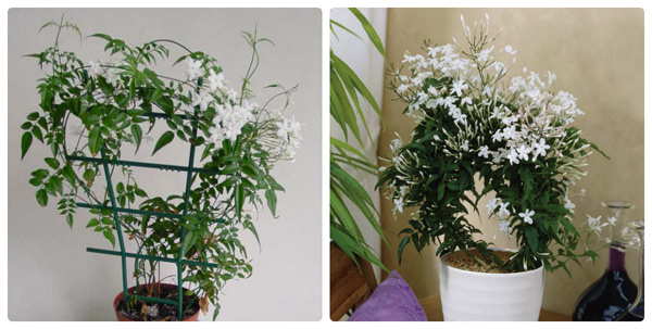 indoor jasmine