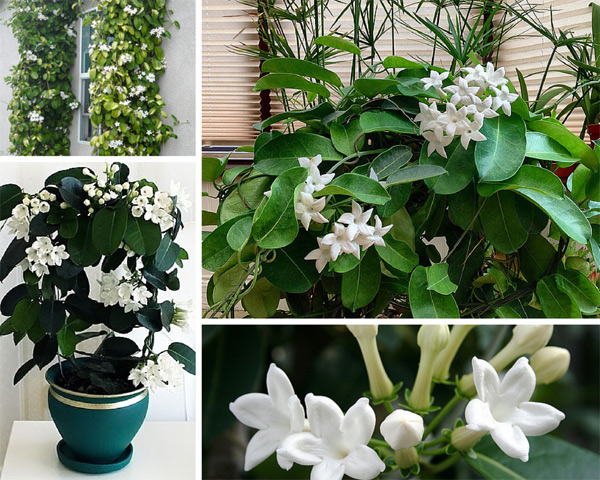 indoor jasmine