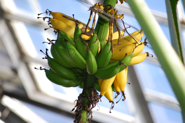 Indoor-Banane