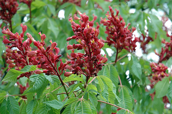 horse chestnut pavia