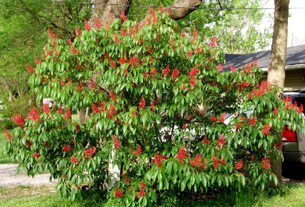 horse chestnut pavia