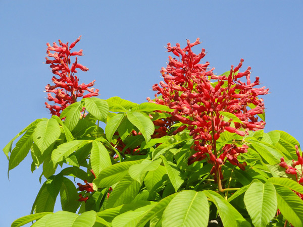 horse chestnut pavia