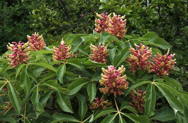 horse chestnut pavia