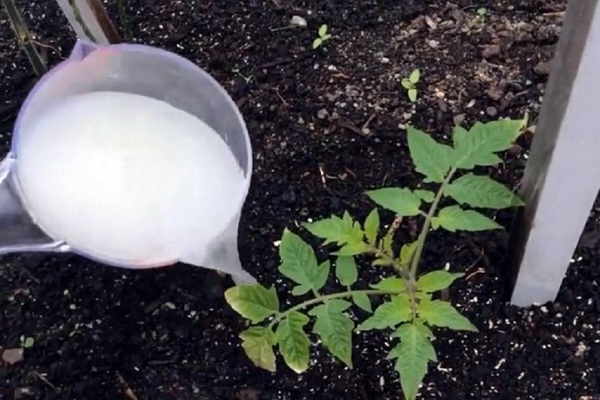 Feeding tomatoes with yeast