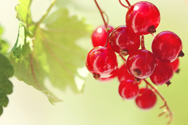 variety of berries red