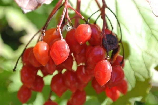 red berries