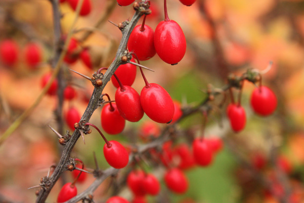 red berries names