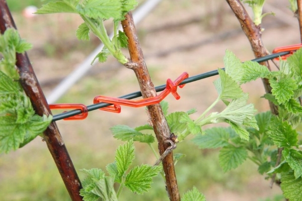 litrato ng raspberry garter