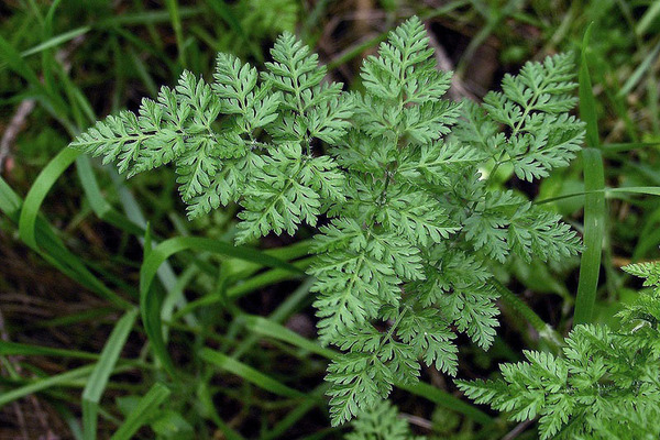 Kumakain ng Chervil herbs