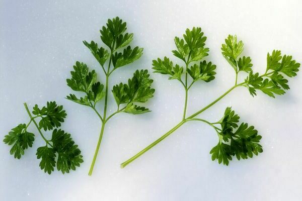 Chervil herbs