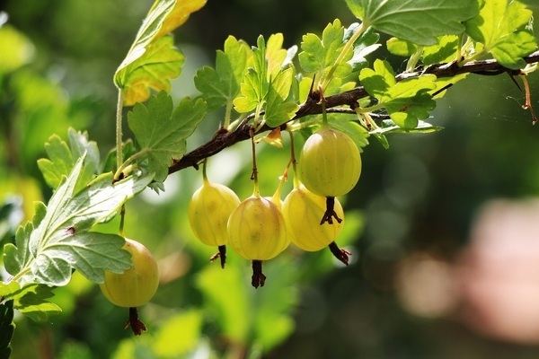 Pagtanim ng mga gooseberry