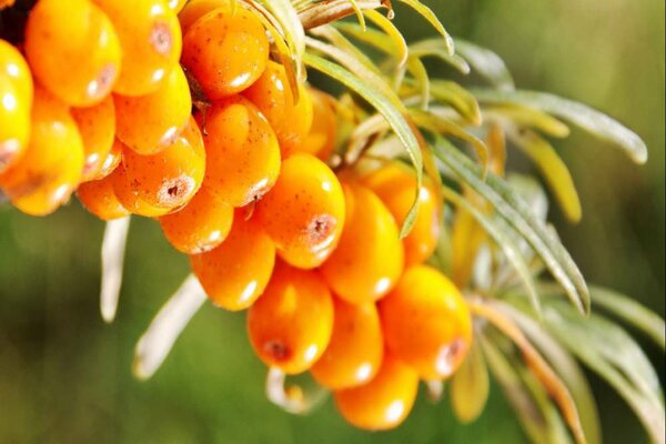 sea ​​buckthorn photo