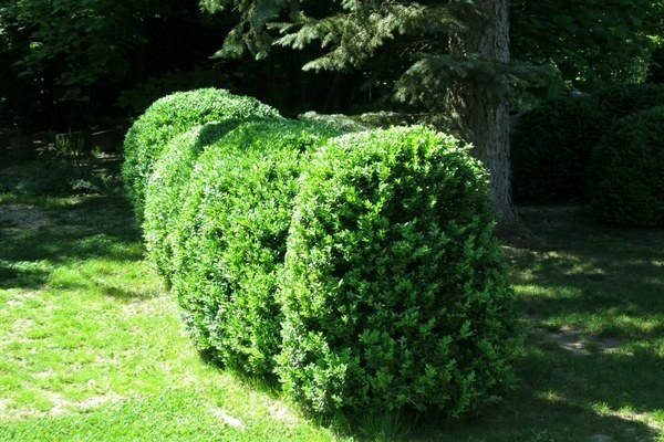 boxwood care