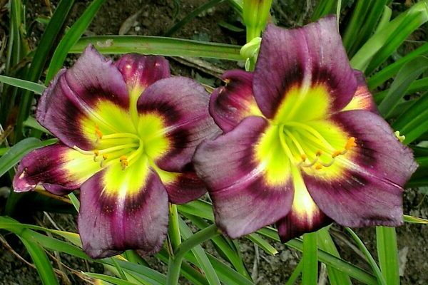 daylily description