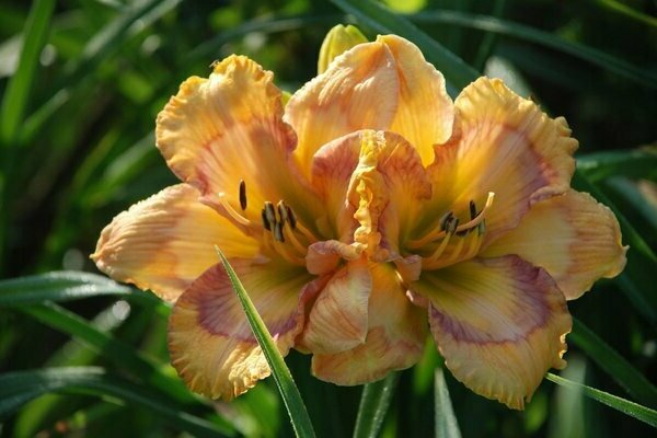 daylilies varieties