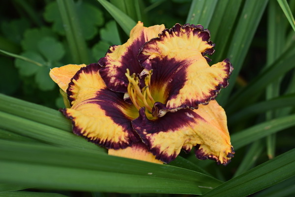 pagtatanim at pangangalaga ng mga daylily