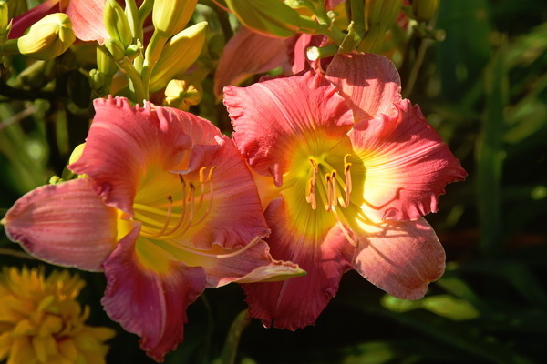 daylily litrato