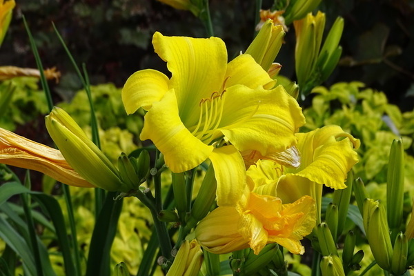 daylily na paglalarawan