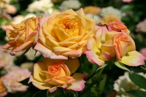 varieties of roses