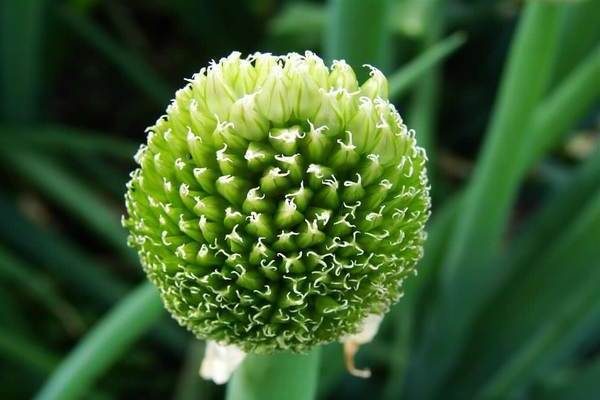 Bouquet de graines d'oignon