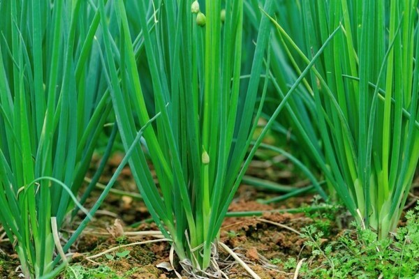 Bunching sibuyas na pagtatanim