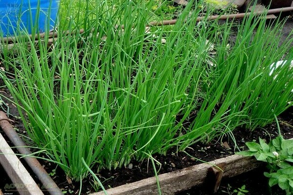 onion chives cultivation