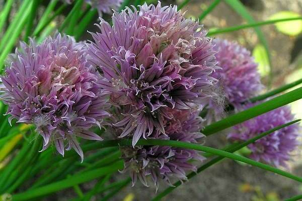 onion chives cultivation