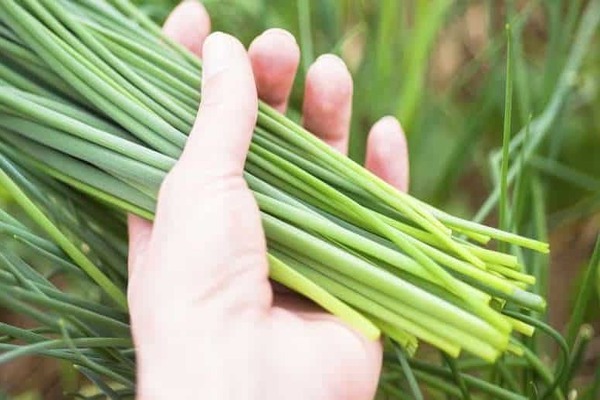 onion chives cultivation