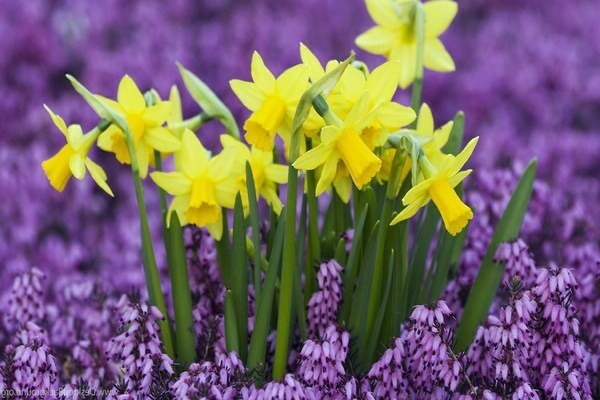 bulbous flowers