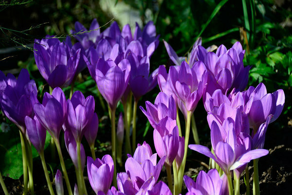 bauchige Zimmerblumen