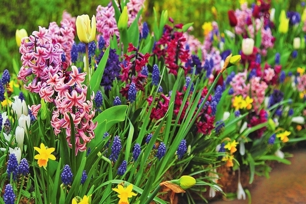 bulbous garden flowers