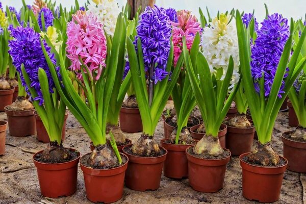 mga pangalan ng bulbous na bulaklak