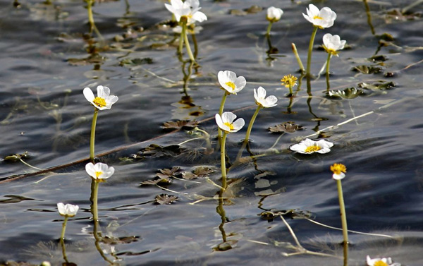 Buttercup water