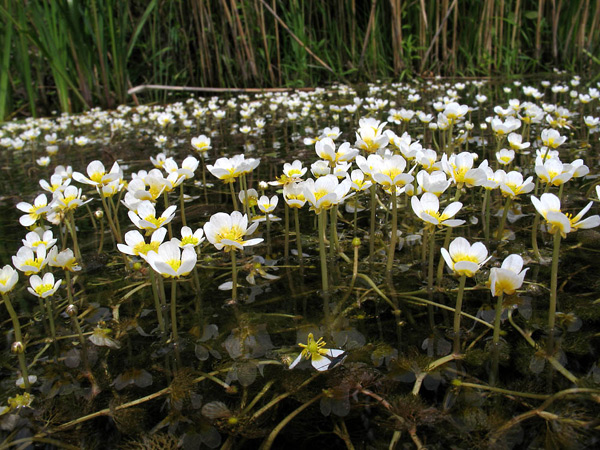 Buttercup water