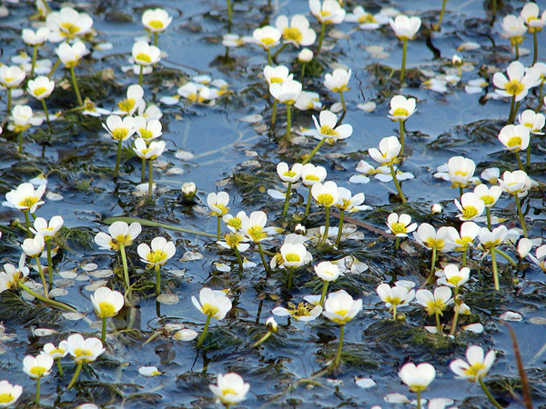 Buttercup water