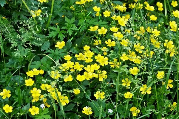 creeping buttercup