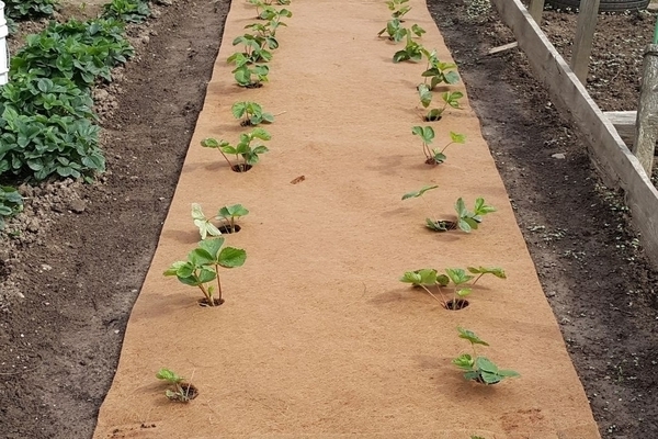 mulching strawberries with cardboard