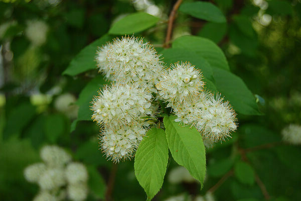 bird cherry maaka