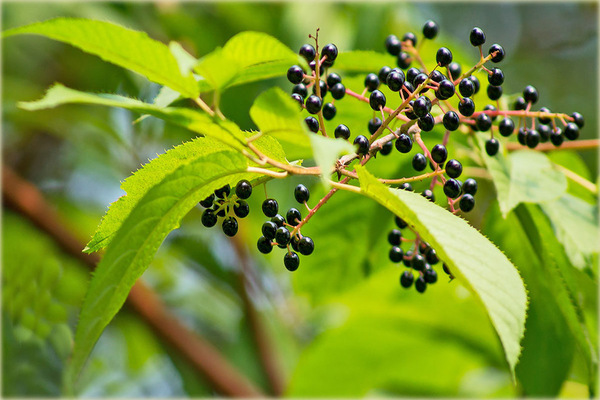 bird cherry maaka