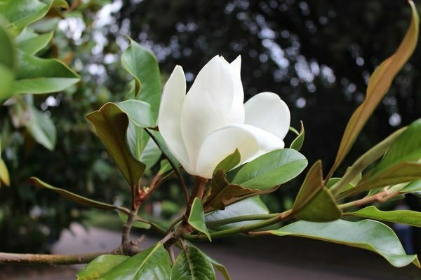 magnolia bilde