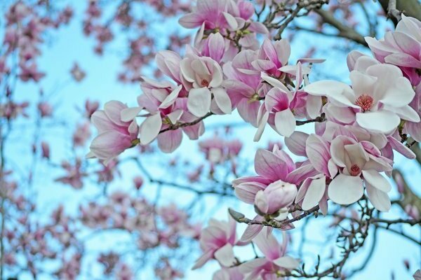 magnolia tree bilder