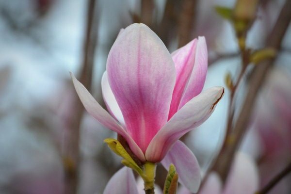 magnolia blomst